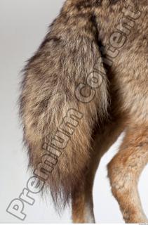 Wolf leg photo reference 0009